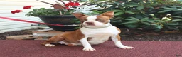 Boston Terrier dogs for sale: Ryder  - Ad 6