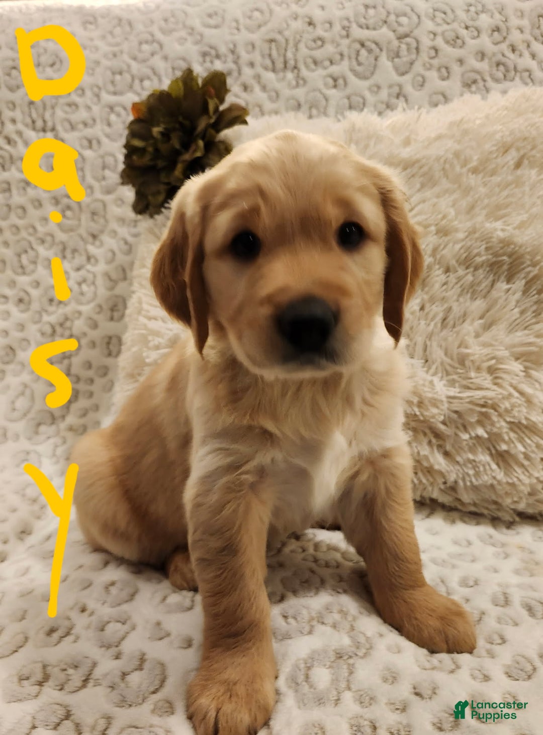 Golden Retriever dogs for sale: Golden Retriever Puppy Teddy - Ad 5