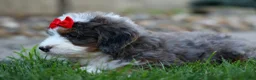 Mini Bernedoodle dogs for sale: 🐾 Meet Pilot 🐾 - Ad 14