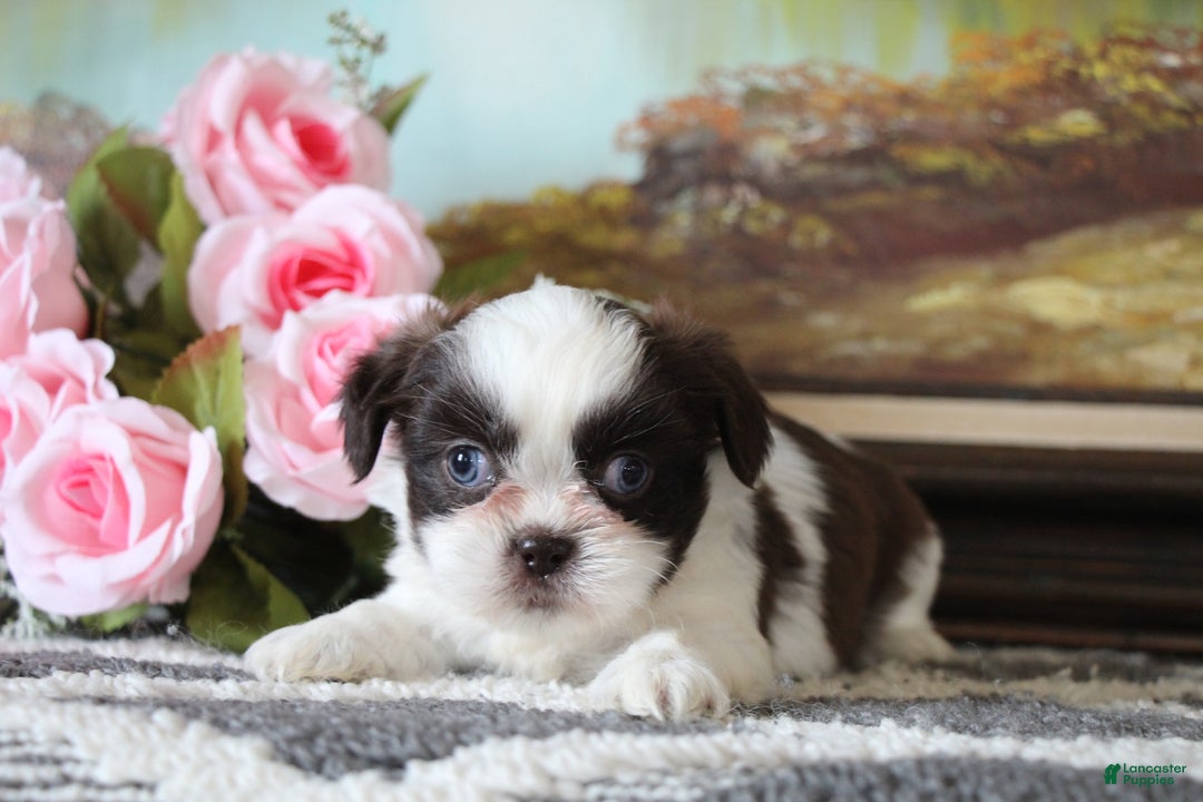 Shih Tzu dogs for sale: Gizmo - Ad 4