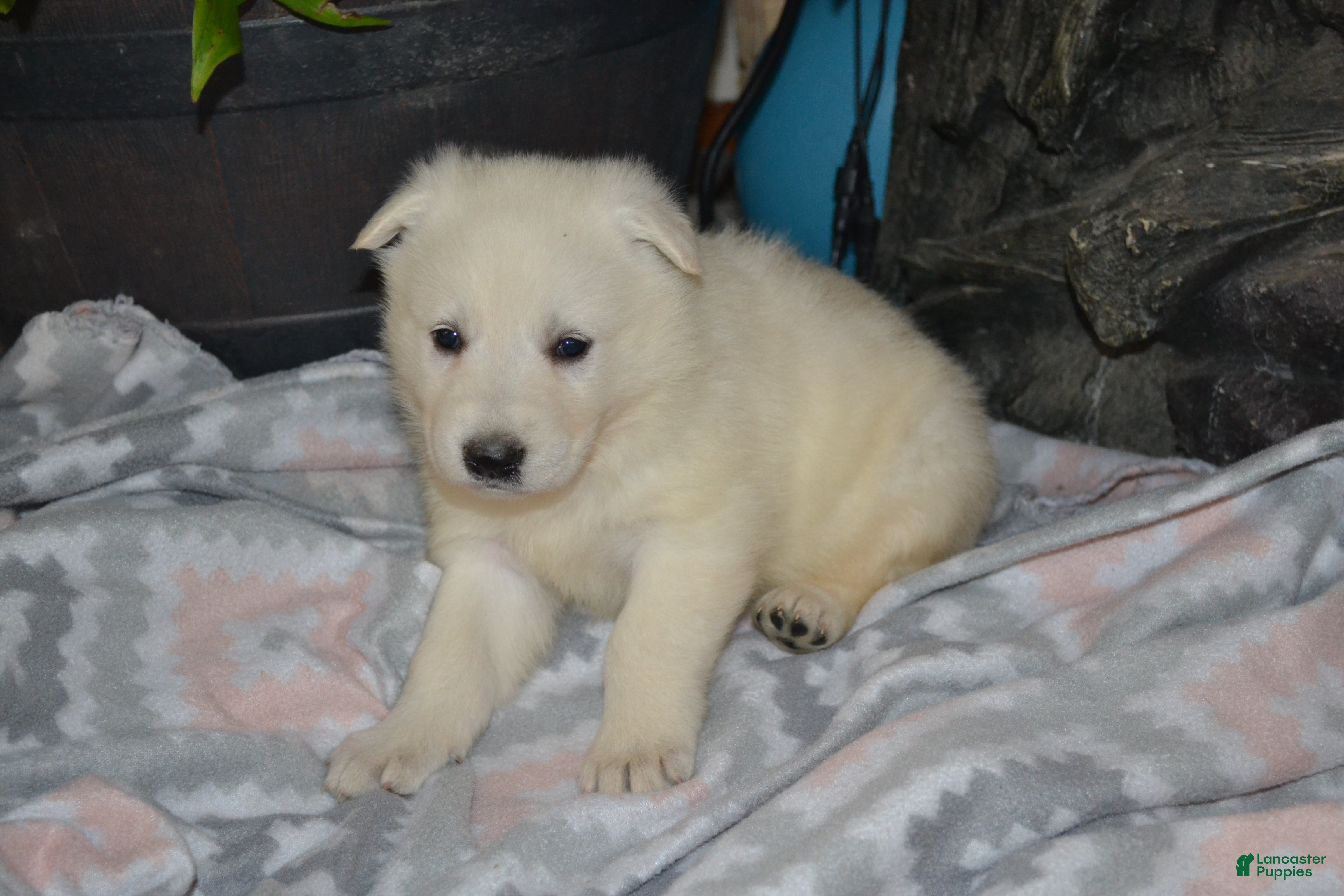 German Shepherd dogs Spring - Ad 39