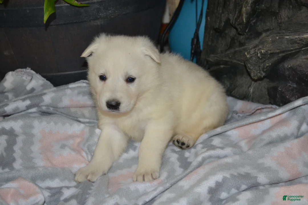 German Shepherd dogs for sale: Spring - Ad 1