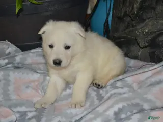 German Shepherd dogs Spring - Ad 39