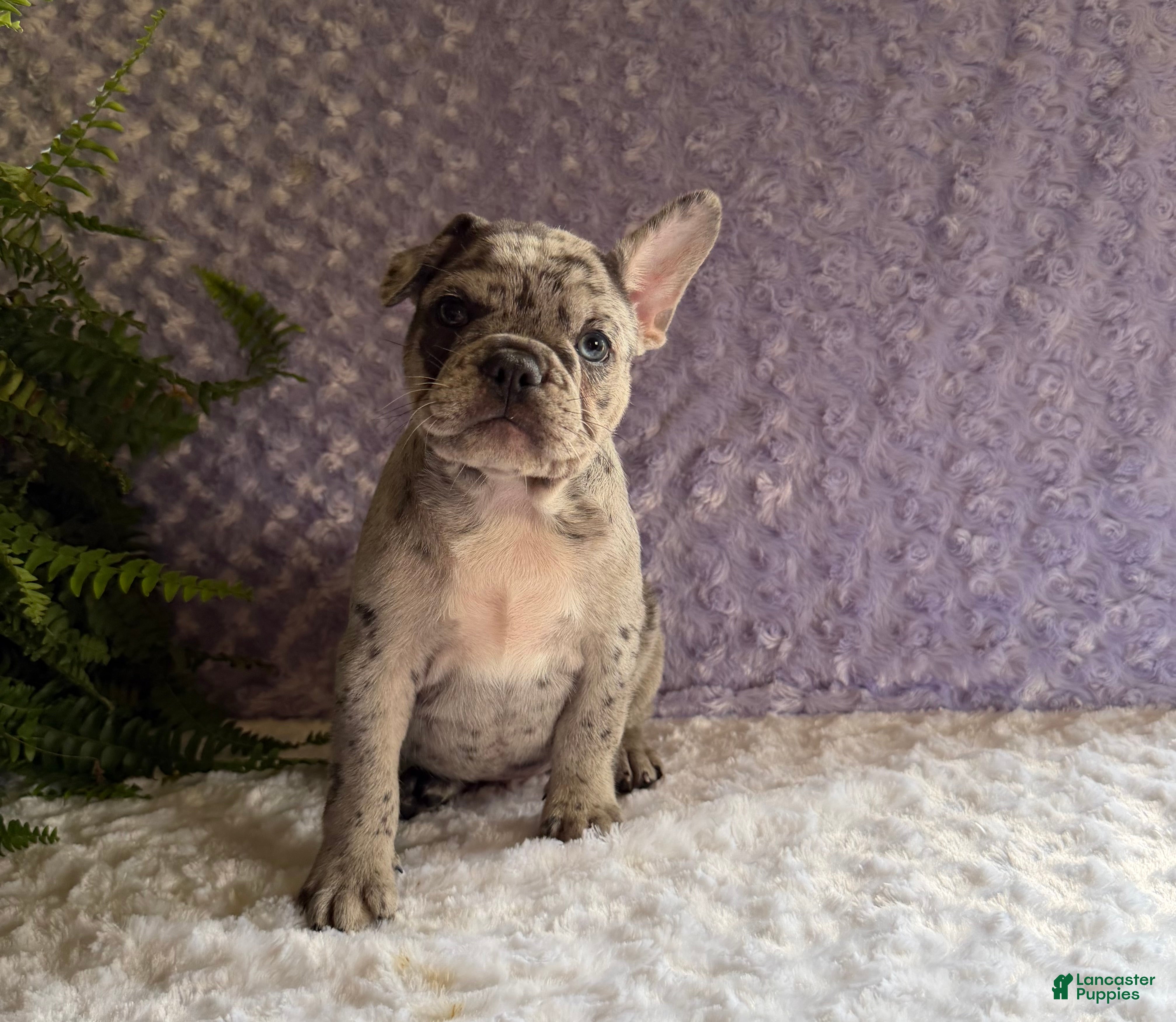 French Bulldog dogs Jack in The Box - Ad 1