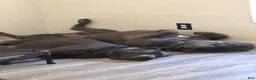 Cane Corso dogs for sale: Thanos II - Ad 4