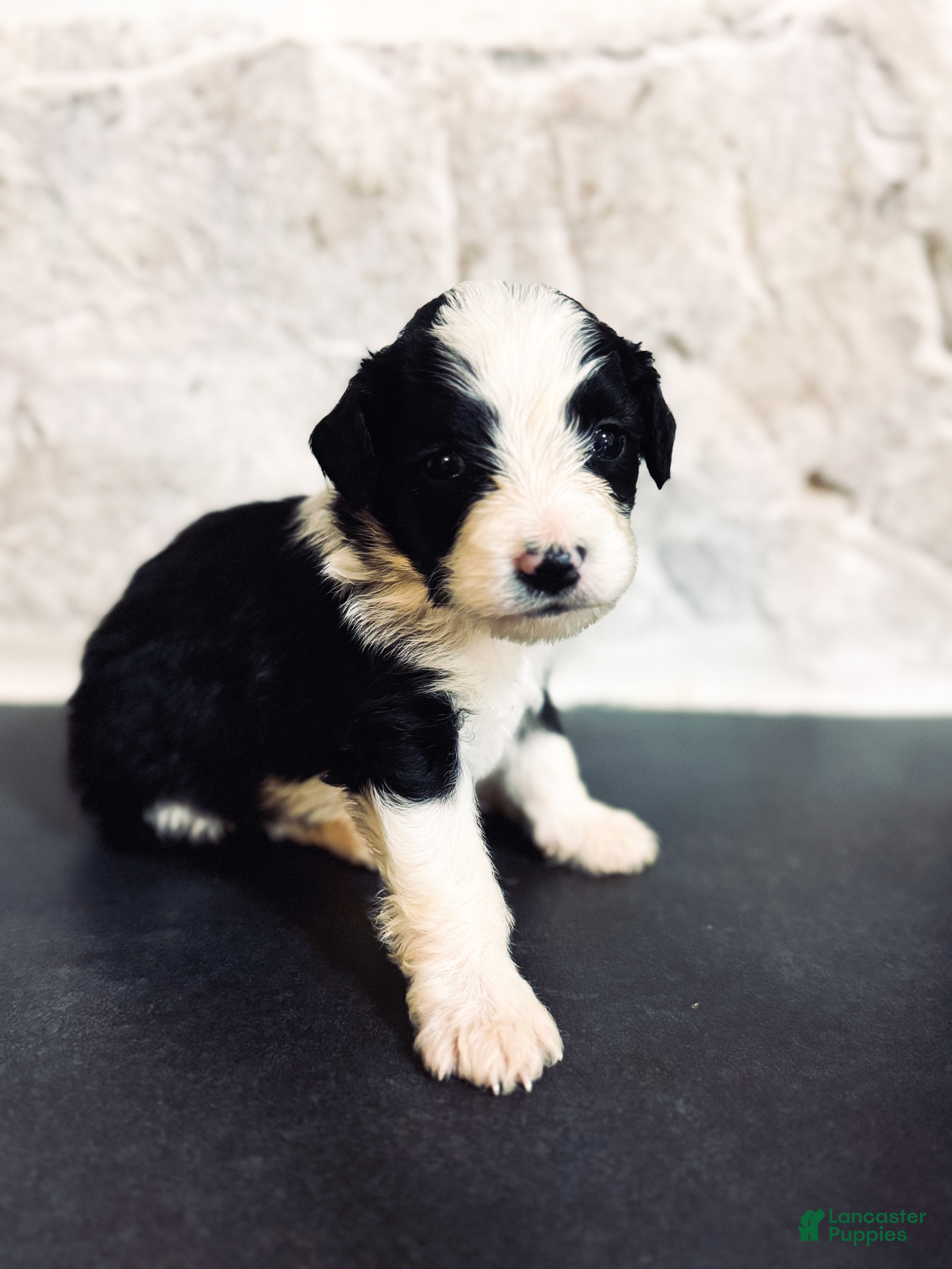 Mini Bernedoodle dogs Ranger - Ad 30