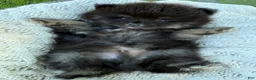 Pomeranian dogs for sale: Pomeranian 1 - Ad 4