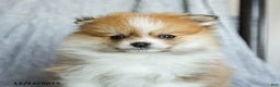 Pomeranian dogs for sale: Firecracker - Ad 5