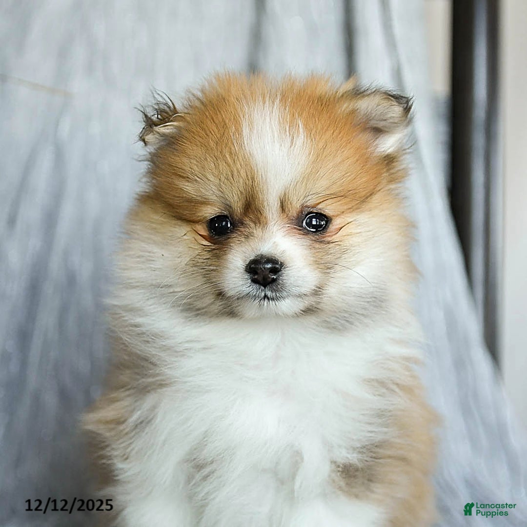 Pomeranian dogs for sale: Firecracker - Ad 5