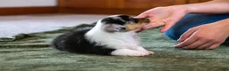 Mixed Breed dogs for sale: Jasper  - Ad 7