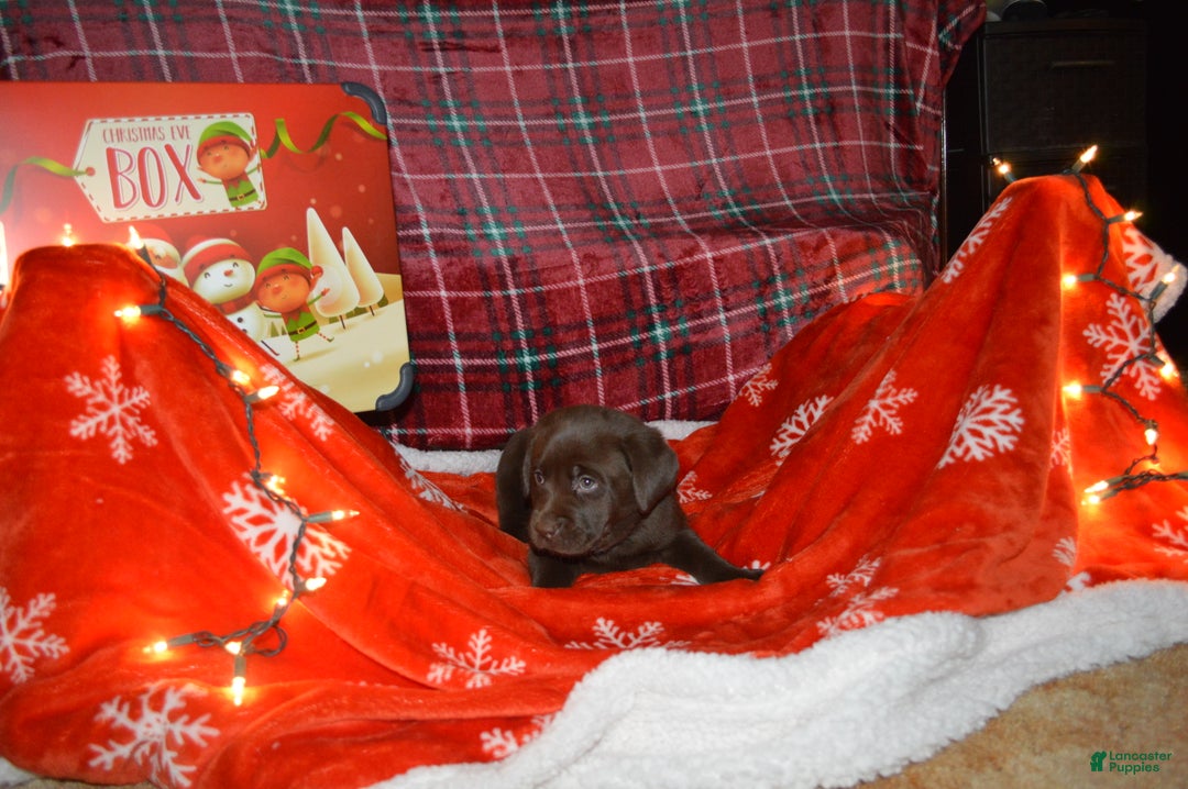 Labrador Retriever dogs for sale: Lily - Ad 2