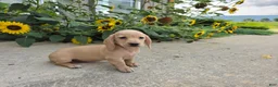 Miniature Dachshund dogs for sale: Harper - Ad 7