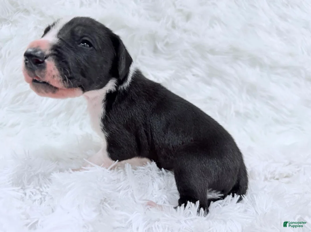 Great Dane dogs for sale: Ronald Weasley - Ad 8