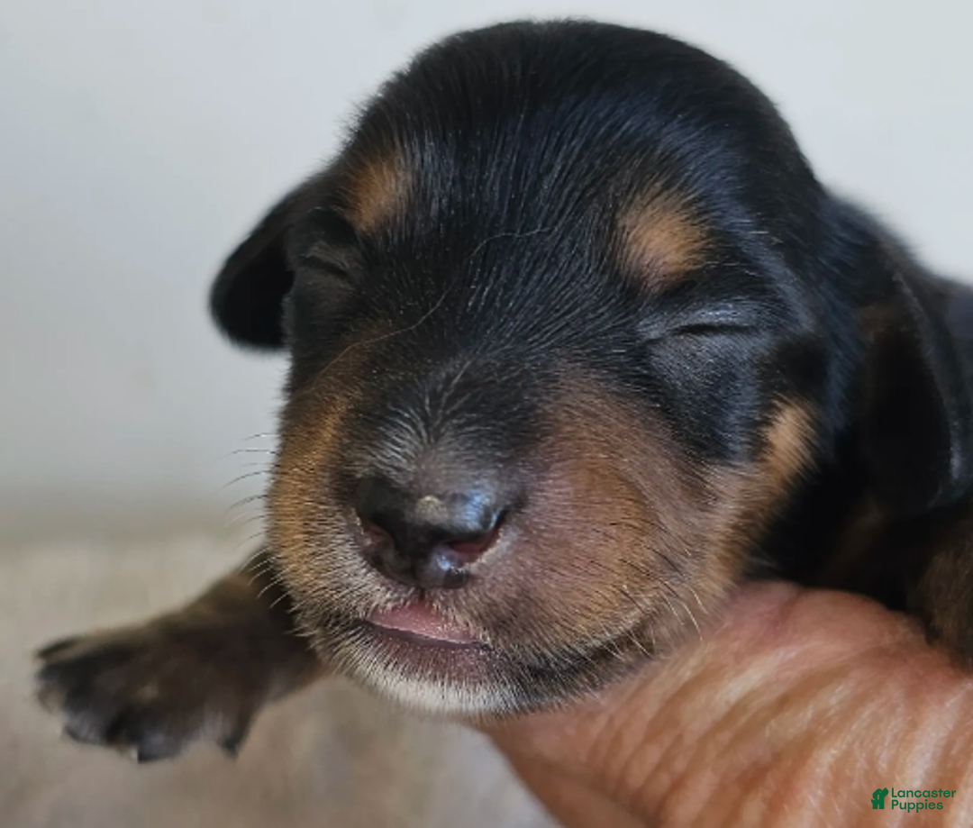 Miniature Dachshund dogs for sale: Lou Long-haired - Ad 4