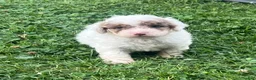 Aussiedoodle dogs for sale: Biscuit Mini Aussiedoodle  - Ad 2