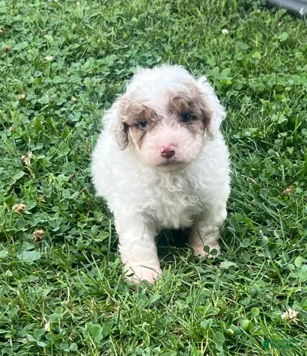 Aussiedoodle dogs for sale: Biscuit Mini Aussiedoodle  - Ad 2