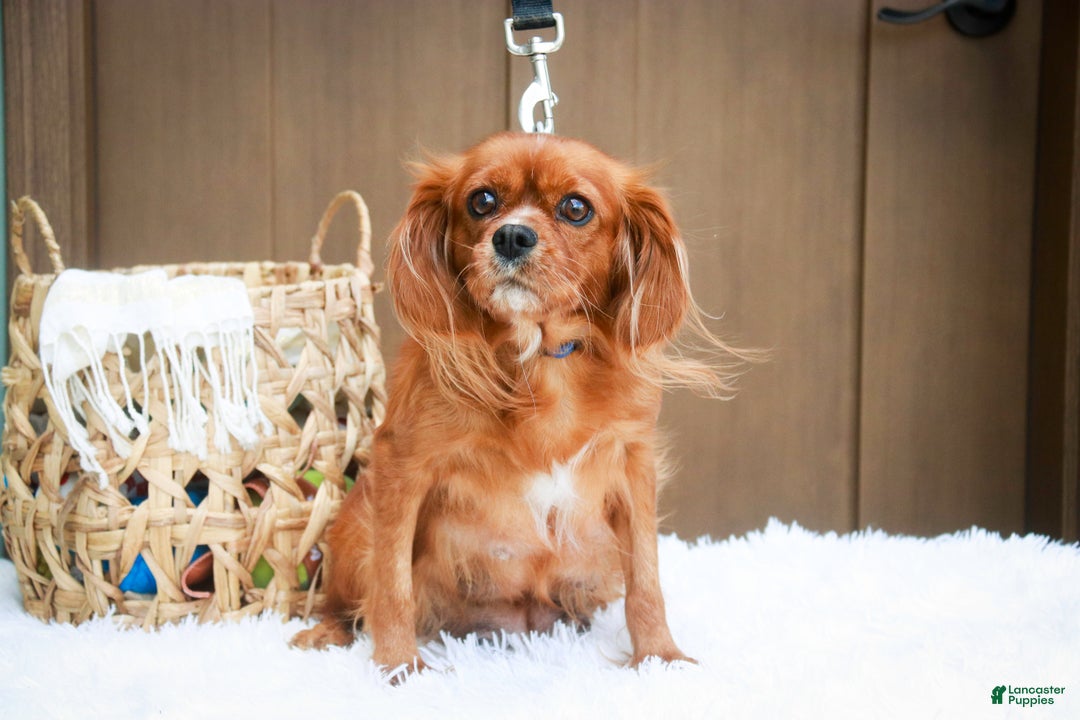 Cavapoo dogs for sale: Kit - Ad 8