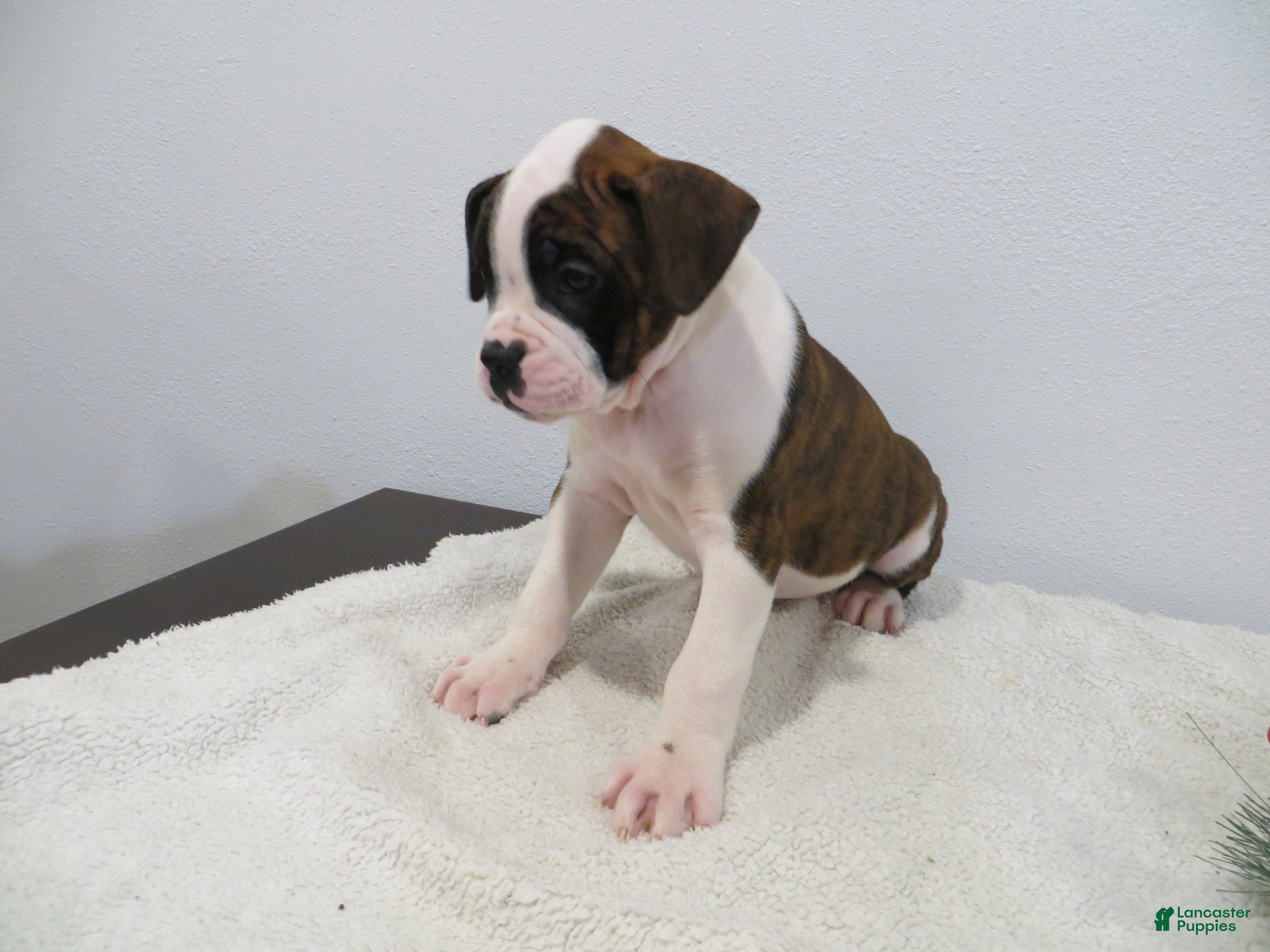 Boxer dogs ⛵️RAFT - Ad 33