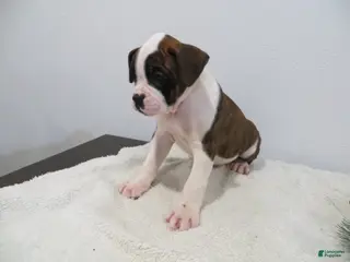 Boxer dogs ⛵️RAFT - Ad 33