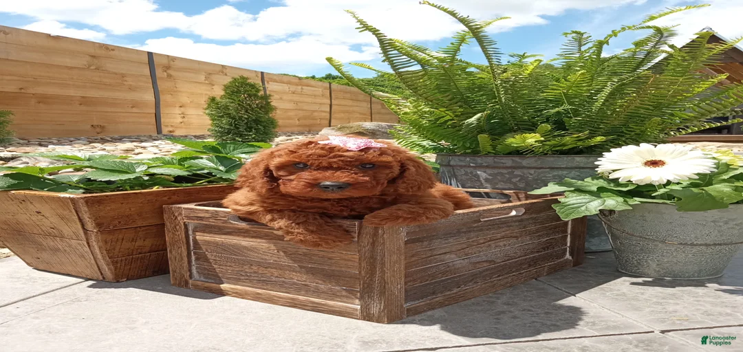 Gallery Image {{count}}