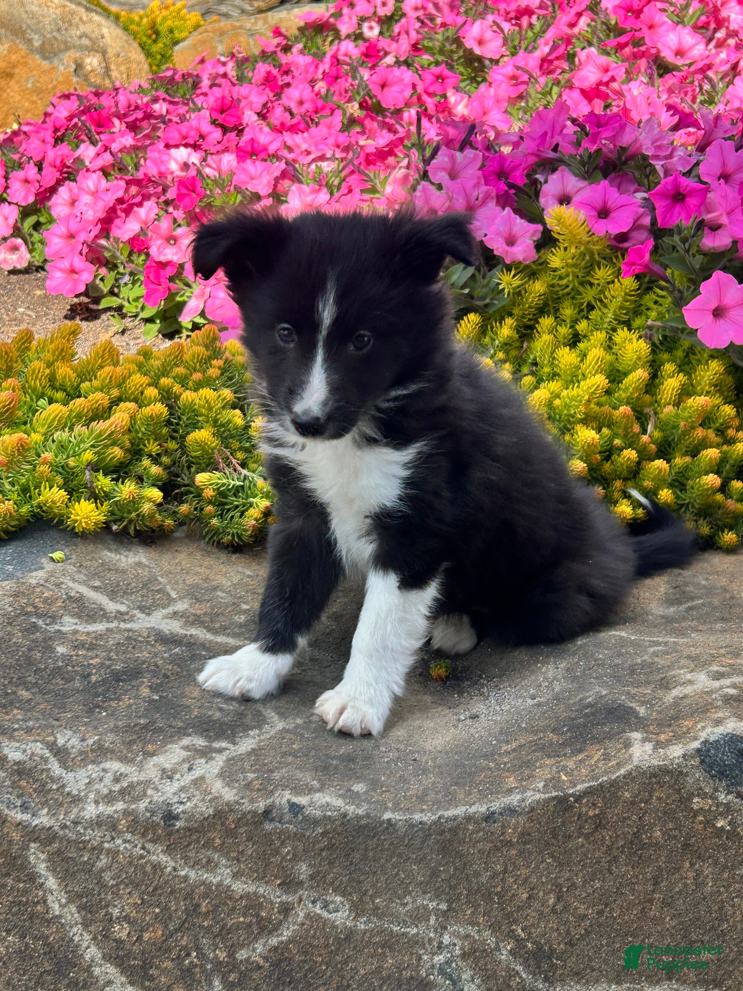 Mixed Breed dogs Chase - Ad 28