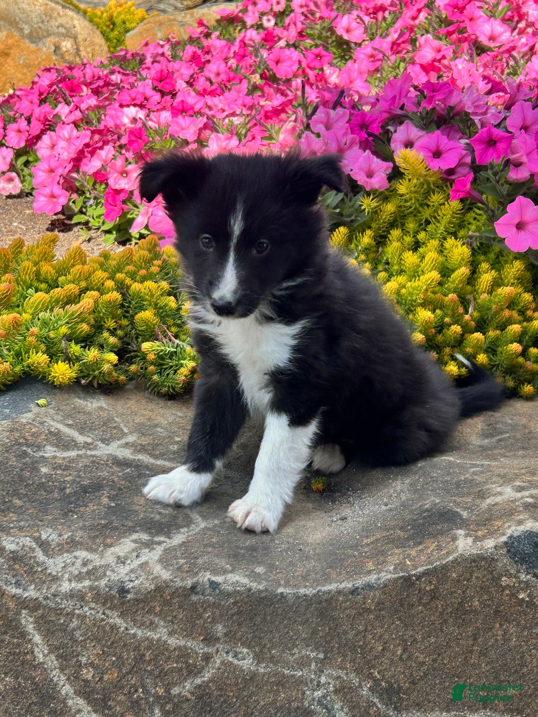 Mixed Breed dogs for sale: Chase - Ad 1