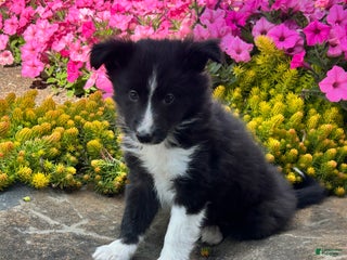 Mixed Breed dogs Chase - Ad 36