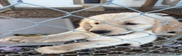 Golden Retriever dogs for sale: Woody - Ad 2