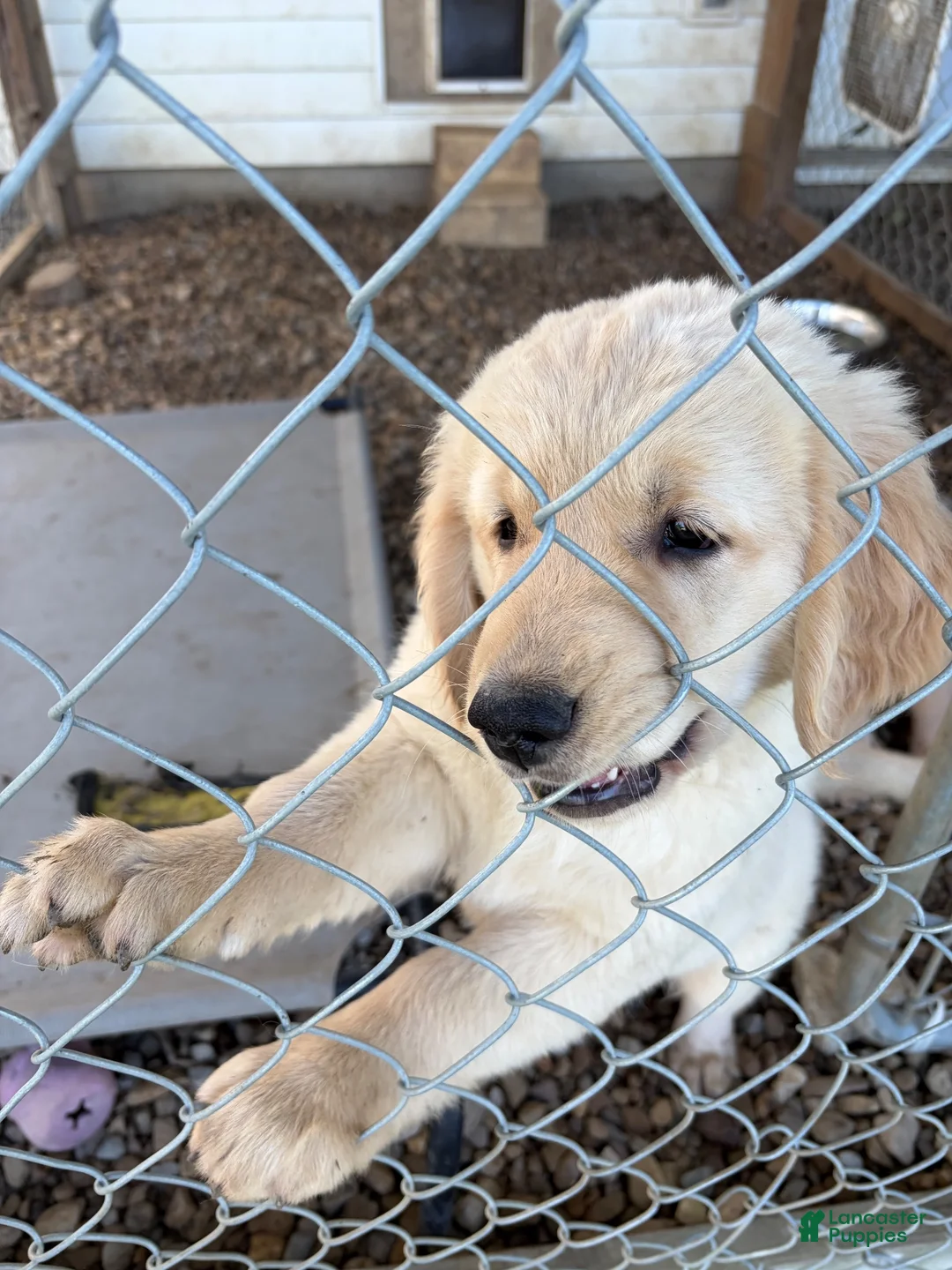 Golden Retriever dogs for sale: Woody - Ad 2