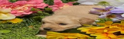 Mini Goldendoodle dogs for sale: Clover  - Ad 6