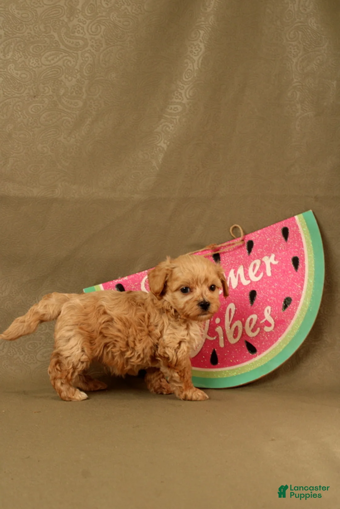 Maltipoo dogs for sale: Ivan - Ad 2