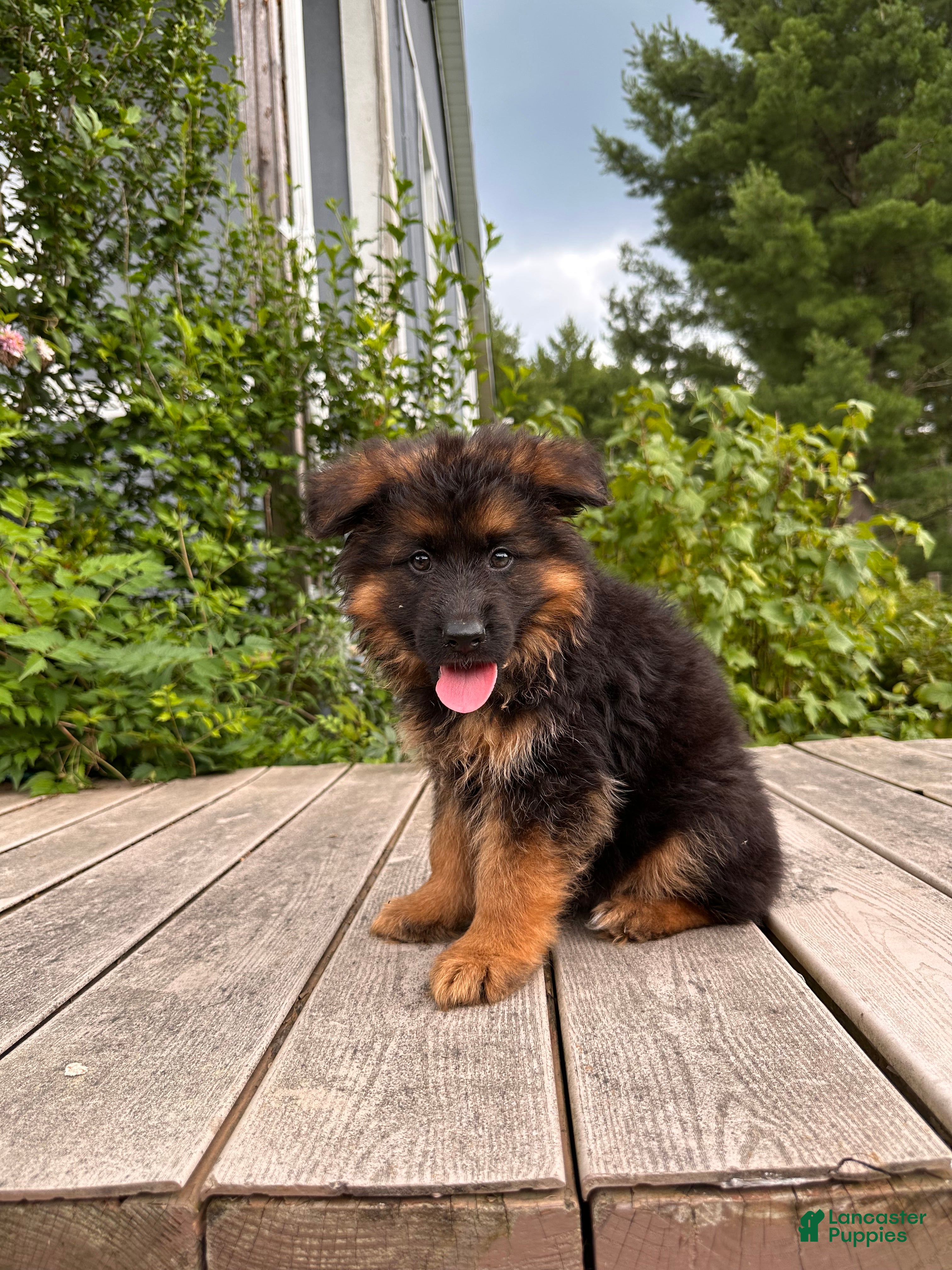 German Shepherd dogs Toby - Ad 1