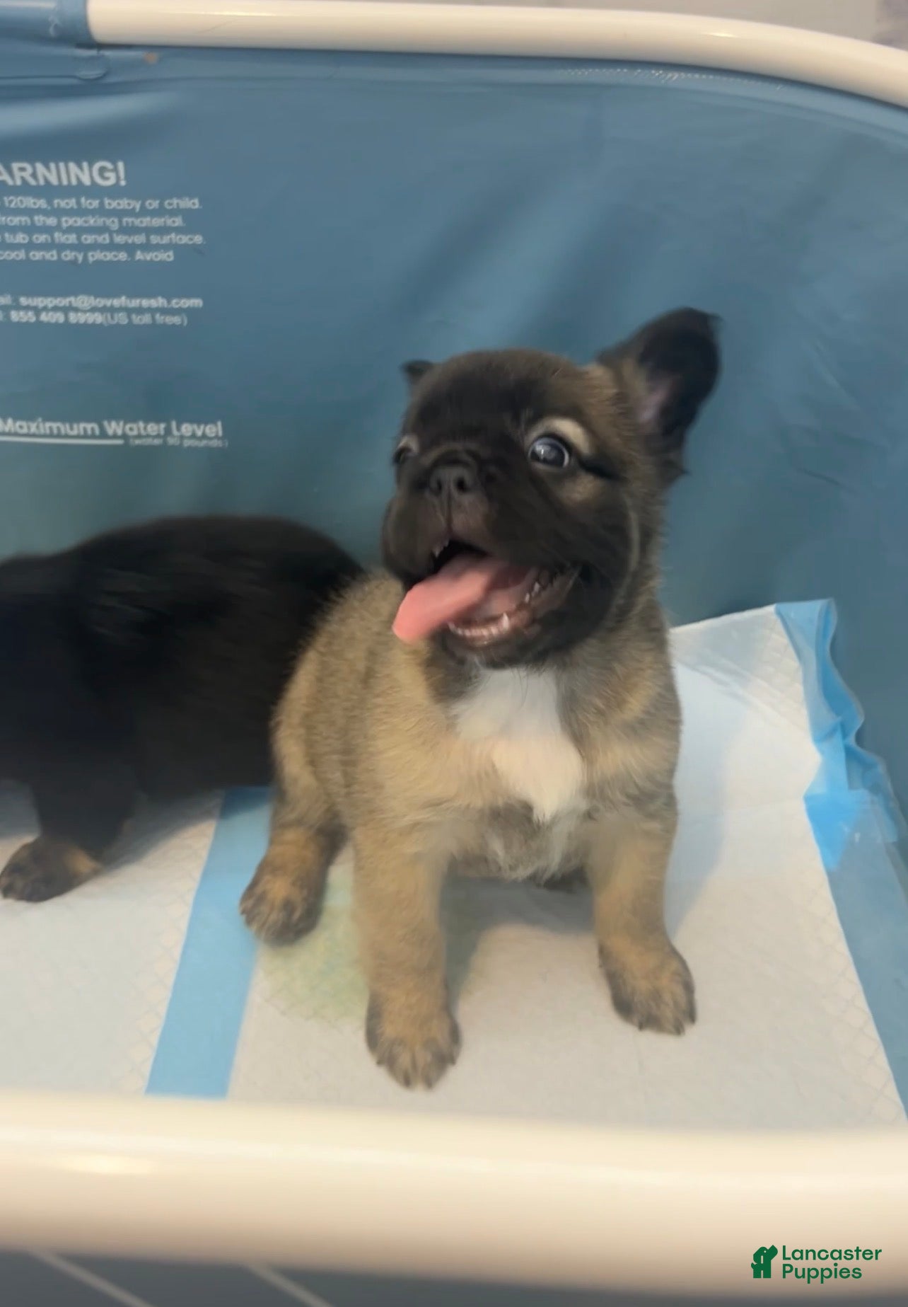 French Bulldog dogs Nala - Ad 17
