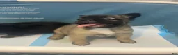 French Bulldog dogs for sale: Nala - Ad 1