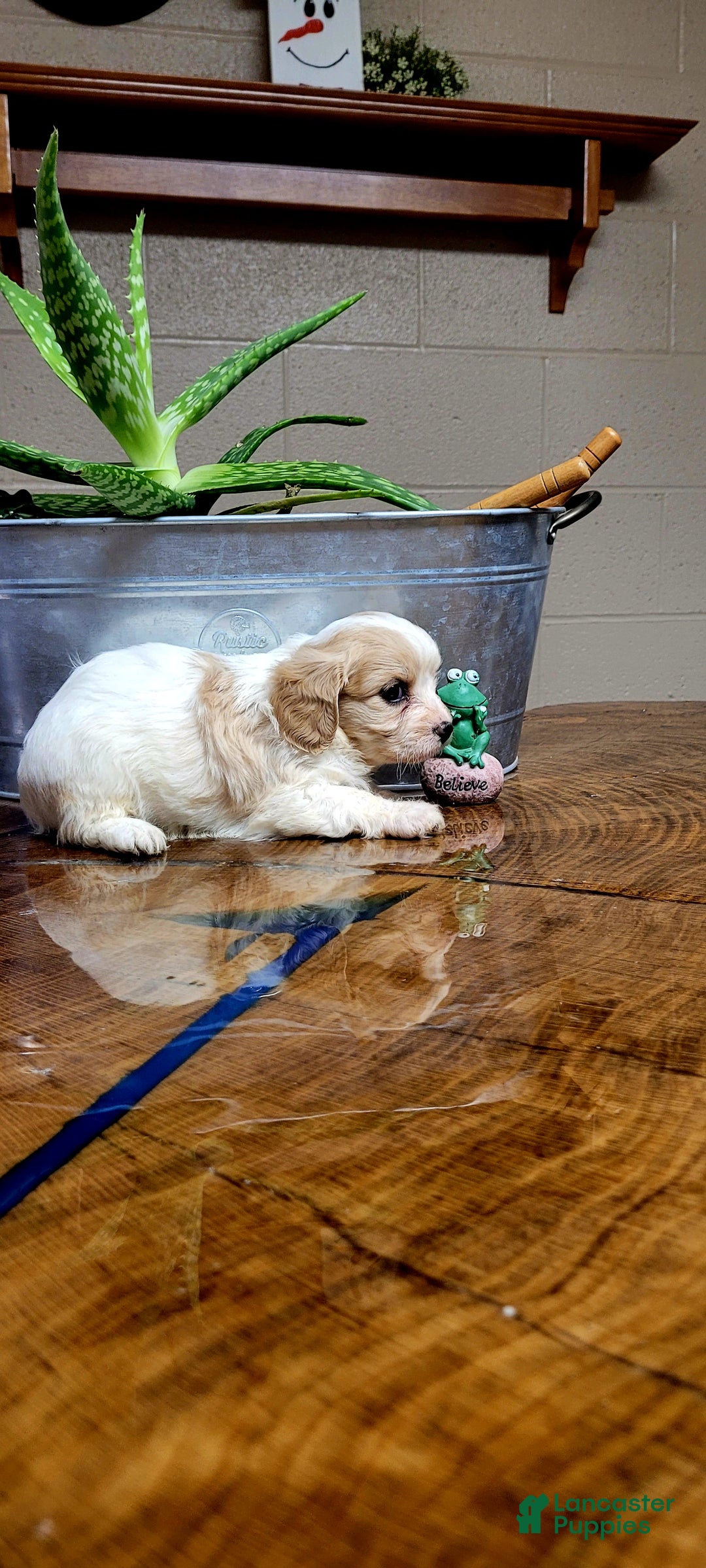 Cavachon dogs for sale: Bela  - Ad 1