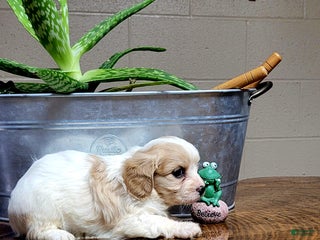 Cavachon dogs Bela - Ad 28