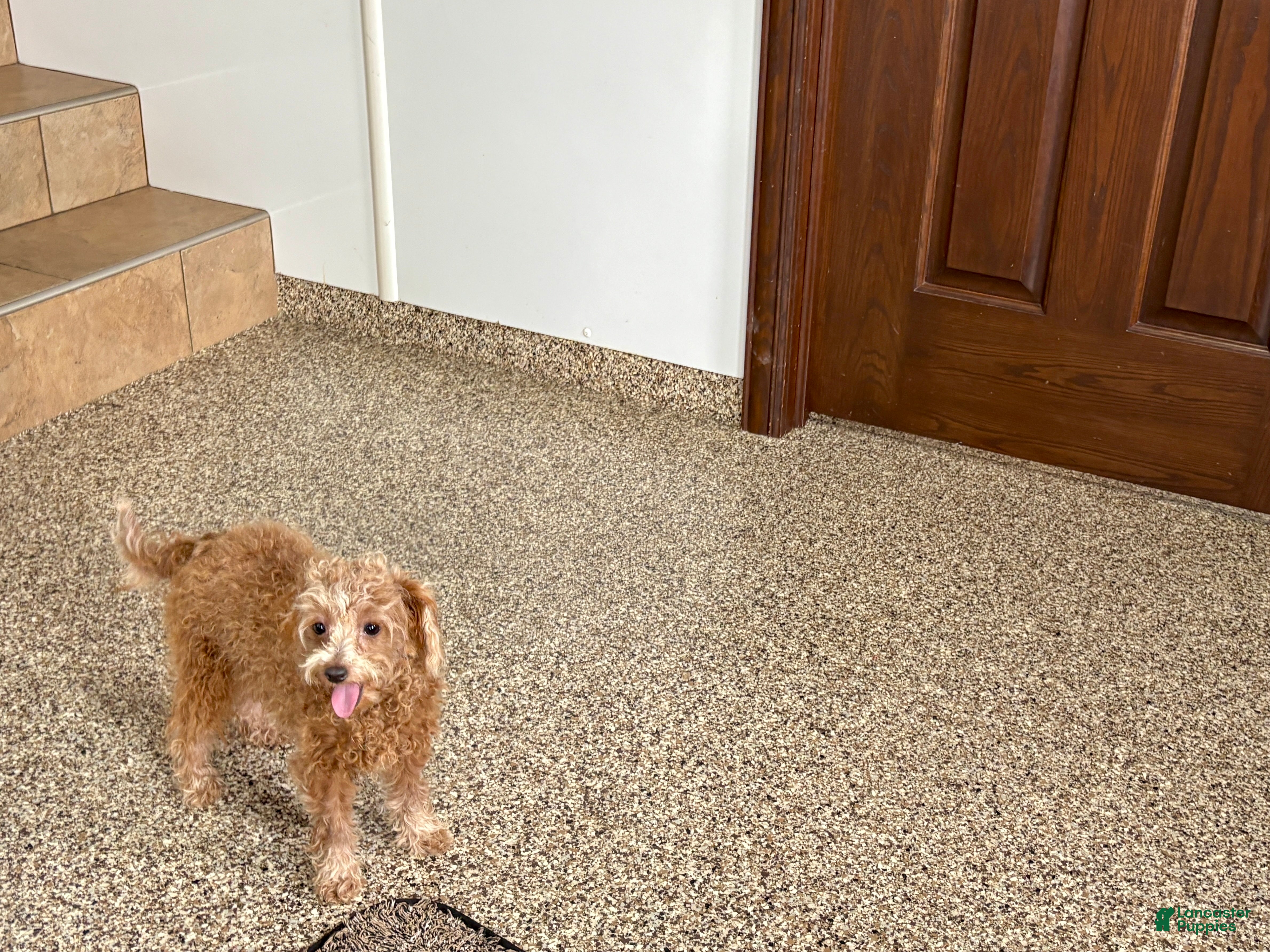 Maltipoo dogs for sale: Red Honey  - Ad 7