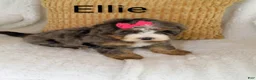 Bernedoodle dogs for sale: Bernedoodle Puppy 3 - Ad 15