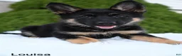 German Shepherd dogs for sale: Louisa - Ad 2