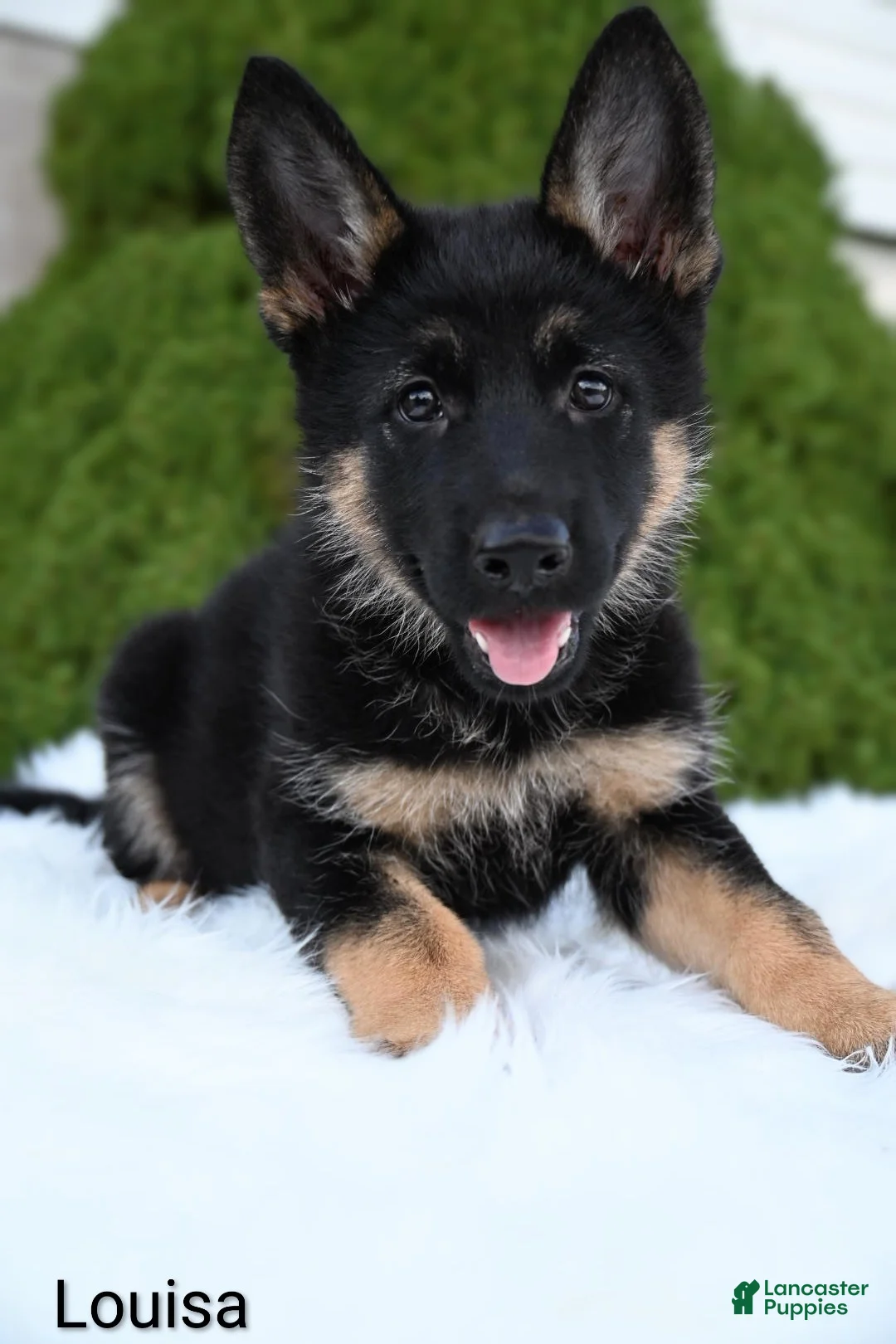 German Shepherd dogs for sale: Louisa - Ad 2