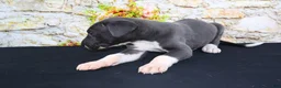 Great Dane dogs for sale: Slate - Ad 13