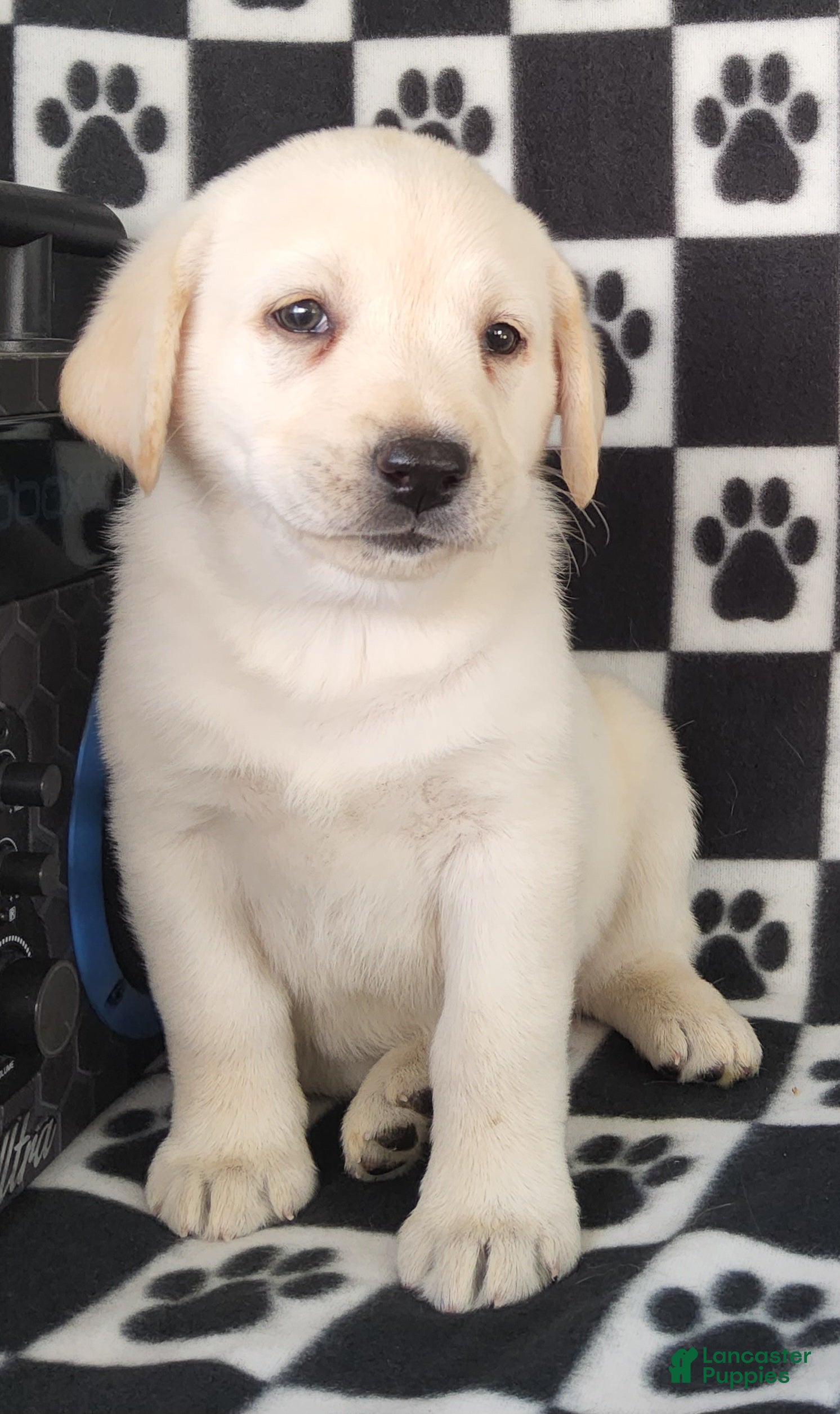 Labrador Retriever dogs for sale: Cloe - Ad 2