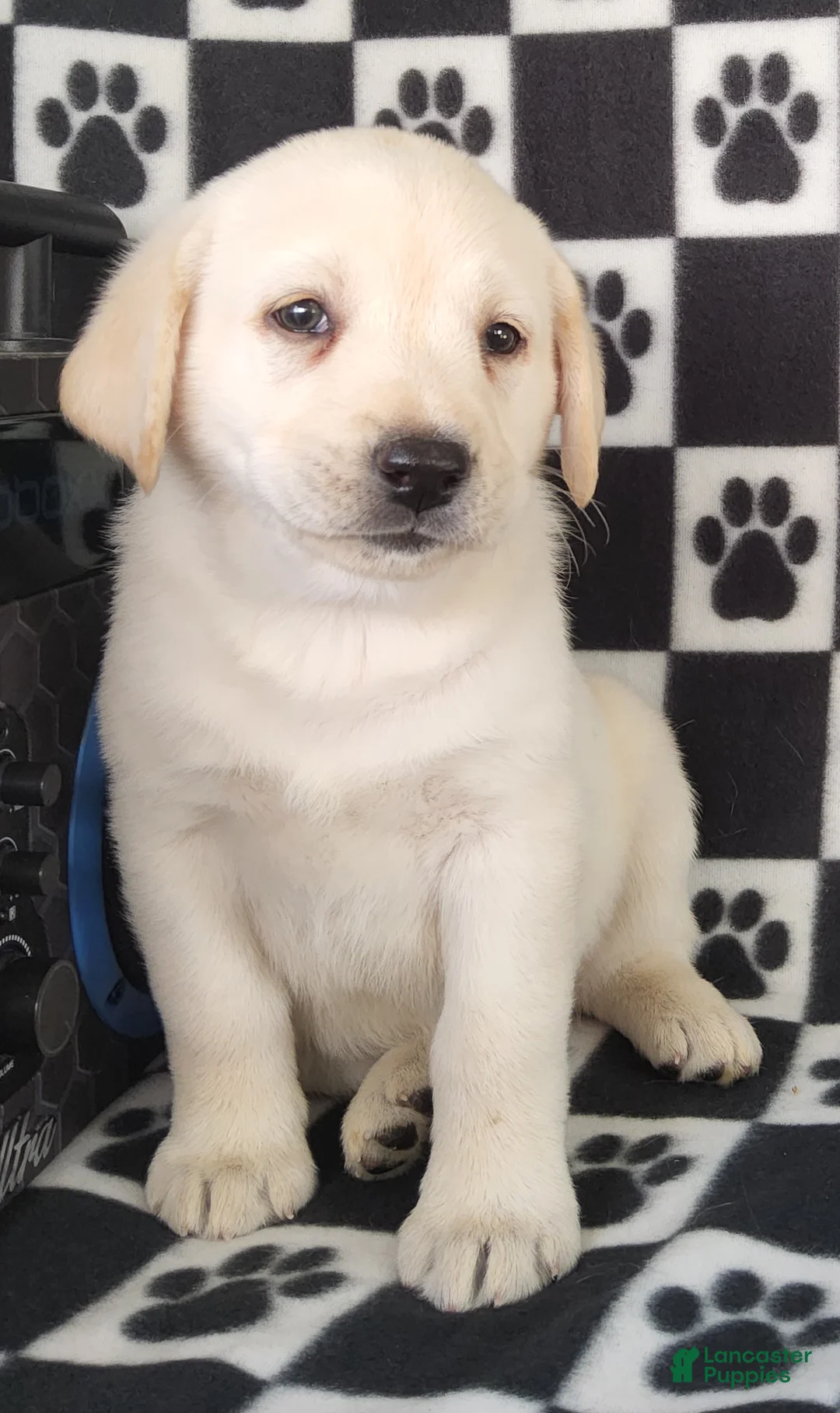 Labrador Retriever dogs for sale: Cloe - Ad 2