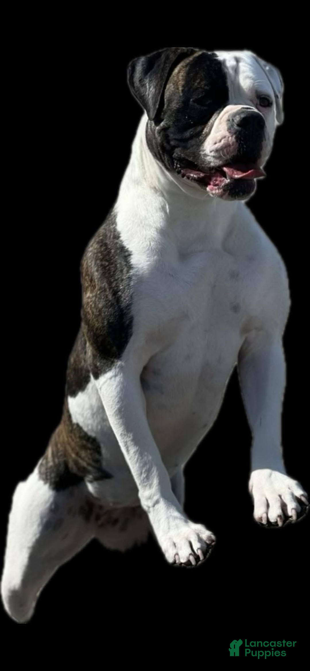 American Bulldog dogs for sale: American Bulldog Puppy 2 - Ad 2
