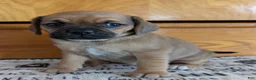 Puggle dogs for sale: Kenzie  - Ad 13