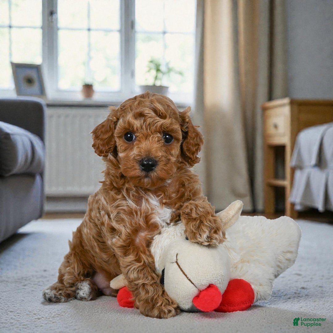Miniature Poodle dogs for sale: BARNEY - Ad 6