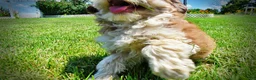 Havapoo dogs for sale: Domino - Ad 10