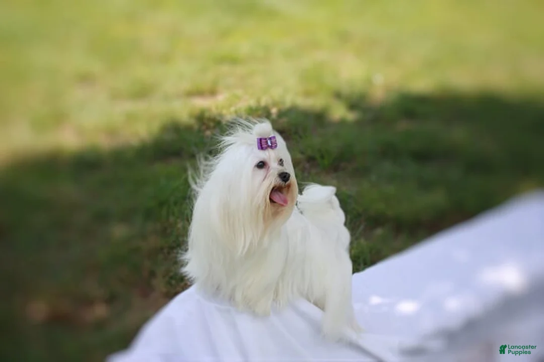 Morkie dogs for sale: Teacup Nugget - Ad 13