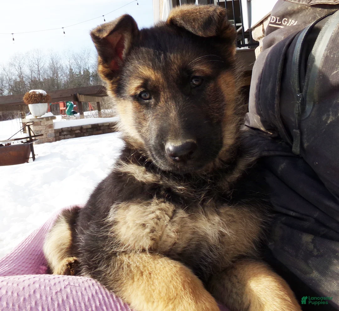 German Shepherd dogs for sale: Baily  - Ad 1