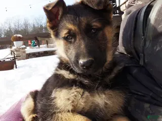 German Shepherd dogs Baily - Ad 17